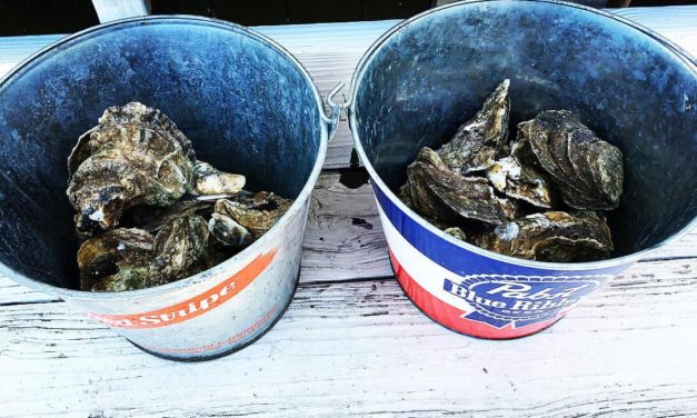 Bubba Gumbos: 50¢ oysters every Sunday